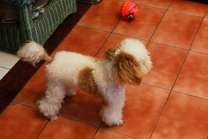 黑白花贵宾顶级玩具型幼犬 054_调