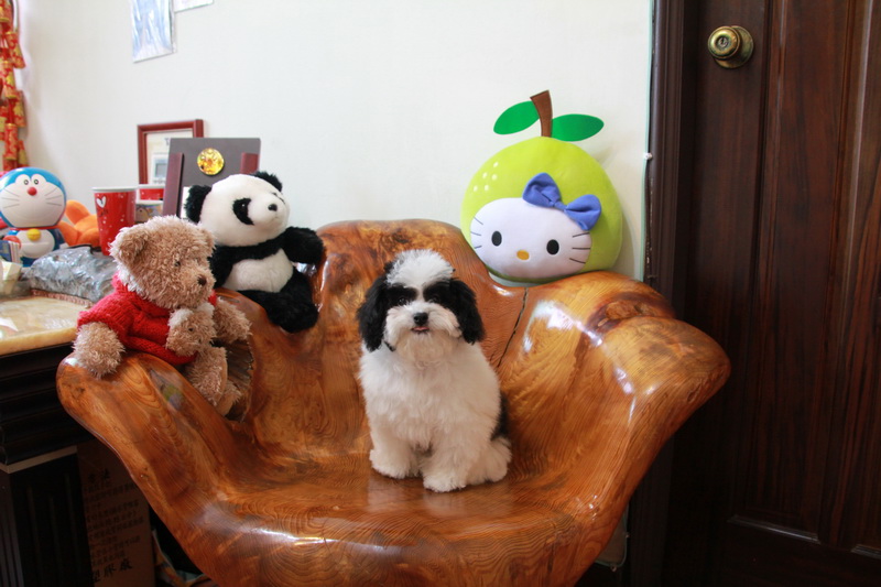 黑白花贵宾顶级玩具型幼犬 054_调